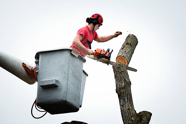 Best Leaf Removal  in USA